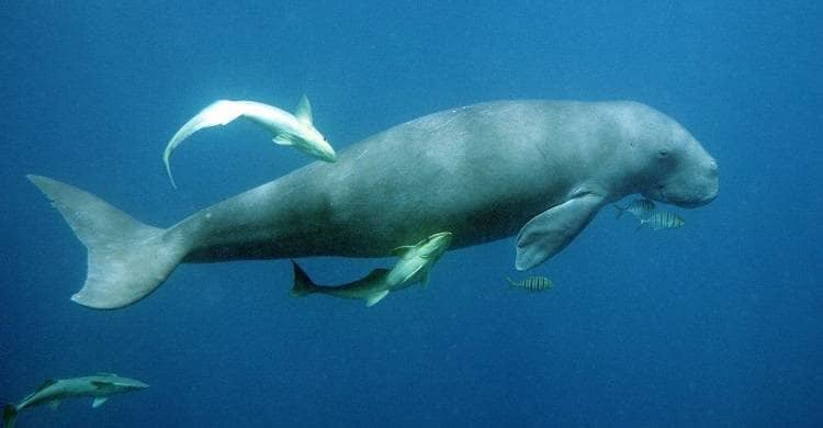 Saudi Arabia steps up dugong conservation
