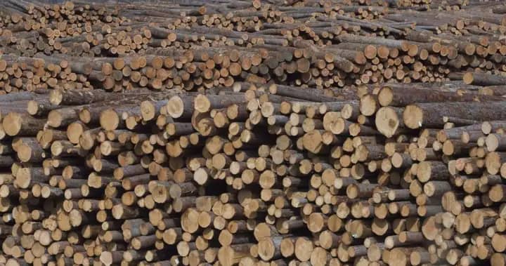 B.C. businesses face uncertainty before CUSMA review next week