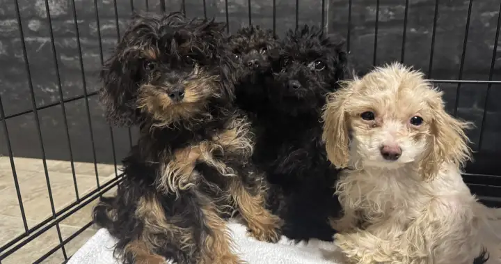 Nearly 100 dogs rescued from a home in Fort McMurray