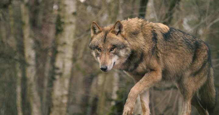 1792774823_wolf-attack-saskatchewan.jpg
