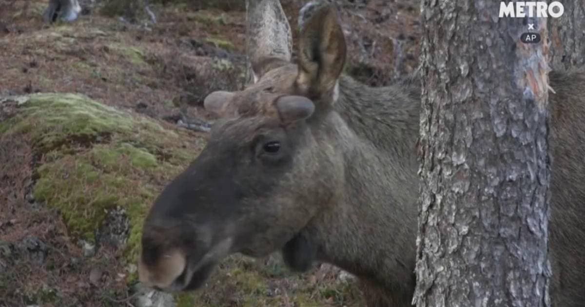 Everything we know about the moose-obsessed TV show loved by 9,000,000 people