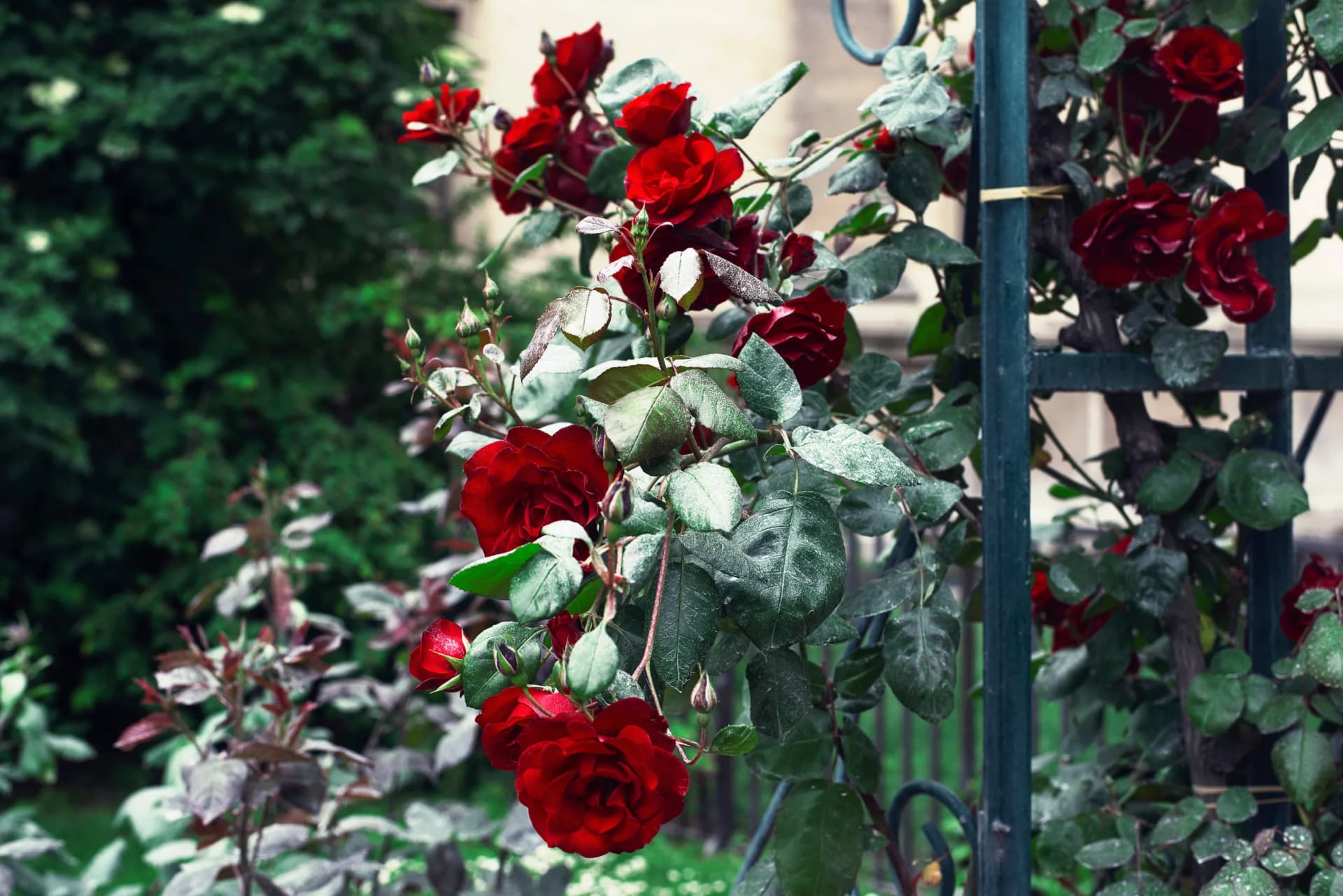 Flower of the Week: Celebrating the Timeless Rose