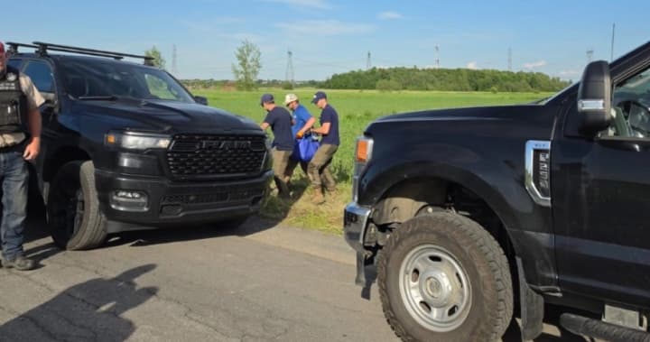 Kangaroo captured following careful operation, Quebec officials confirm