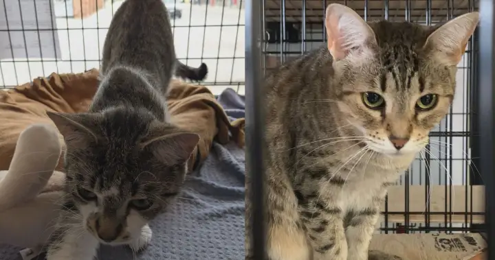 London-area animal rescue burdened with £200,000 bill after cat seizure