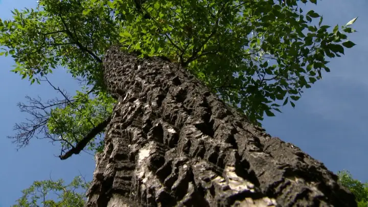 Saskatoon identifies new cases of Dutch elm disease and plans tree removal