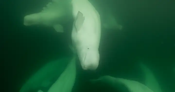 Conservation and education initiatives for polar bears and belugas in Churchill, Man.