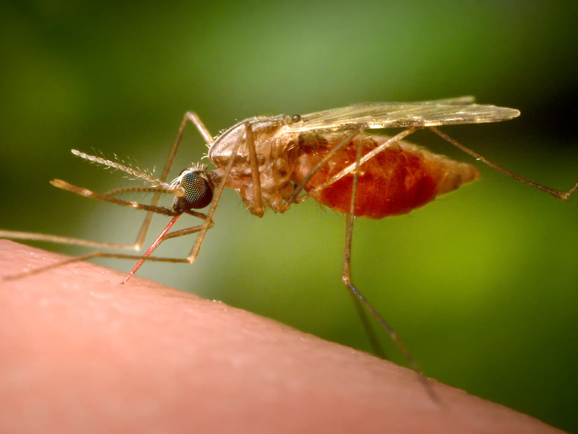 Third person dies from malaria outbreak near Frankfurt Airport