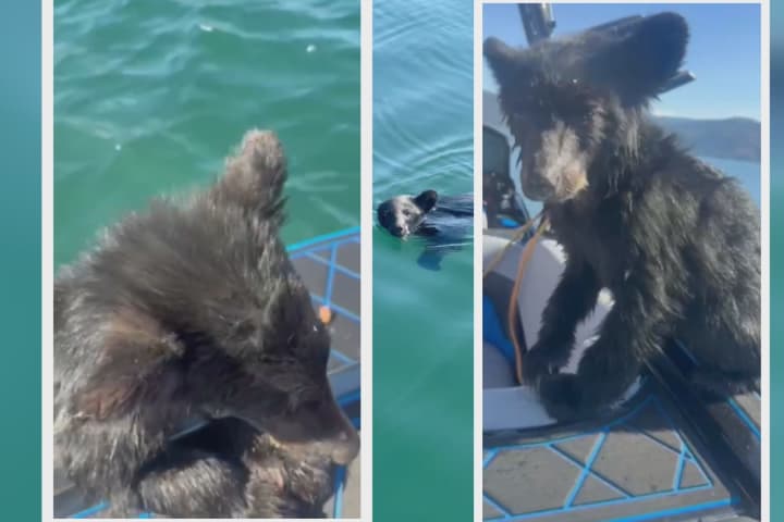 Bear cub rescued from Okanagan Lake confronts uncertain future