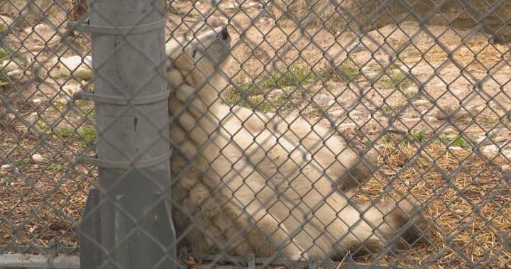 Winnipeg zoo announces new name for polar bear cub after record votes
