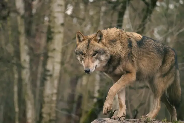 Wolf attack injures contractor in northern Saskatchewan