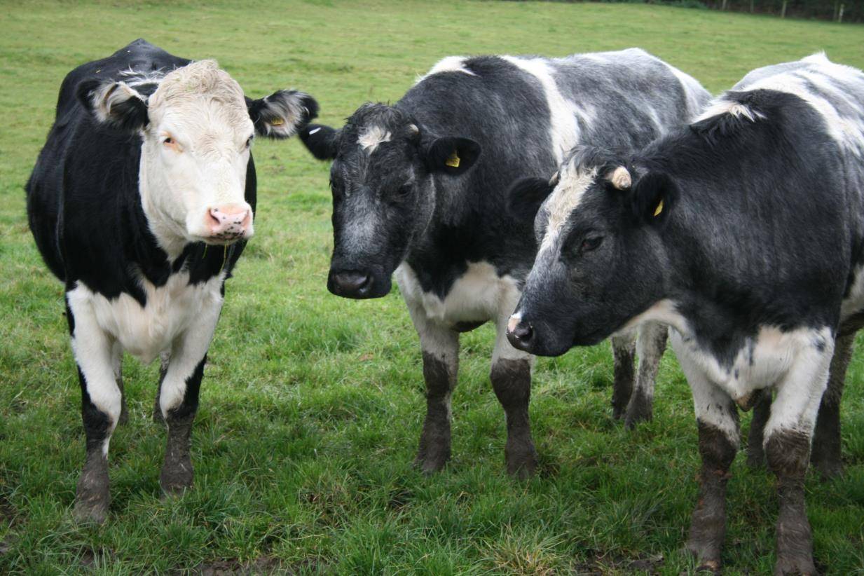 Europe faces foot and mouth outbreak