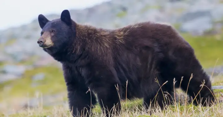 Bear swipes at man on Richard Juryn trail in North Vancouver