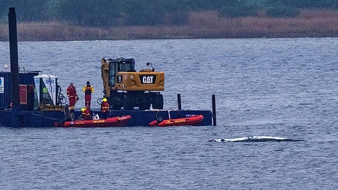 Rescuers attempt to save stranded humpback whale off Germany's coast Rescuers attempt to save stranded humpback whale off Germany's coast