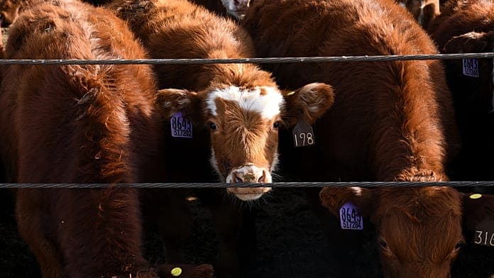 Farmer reports 48 cattle theft in Brandenburg amid rising livestock crime Farmer reports 48 cattle theft in Brandenburg amid rising livestock crime