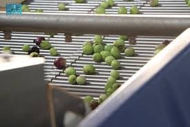 Jouf olive presses start annual production season