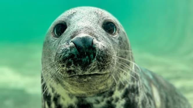 Cornwall Seal Sanctuary Rates Its Residents – Who’s Number One?