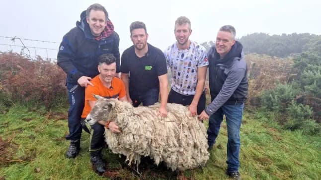 Britain’s ‘loneliest sheep’ set to have twins after two years of losing weight
