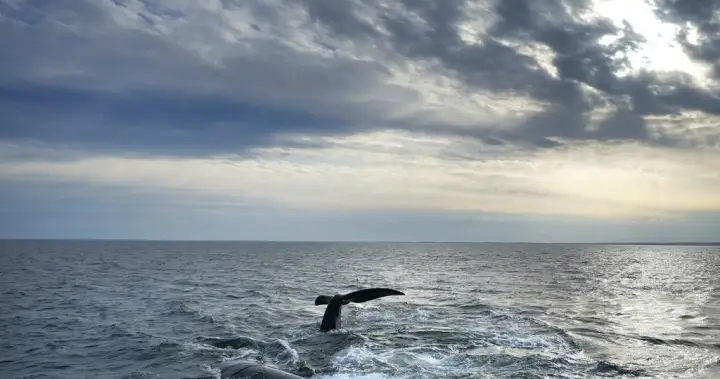 Endangered whale entangled in fishing gear spotted again in Gulf of St. Lawrence