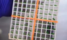 USDA confirms New World screwworm outbreak affecting Texas cattle industry USDA confirms New World screwworm outbreak affecting Texas cattle industry