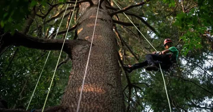 Climbers seek to deepen connection with British Columbia's forests