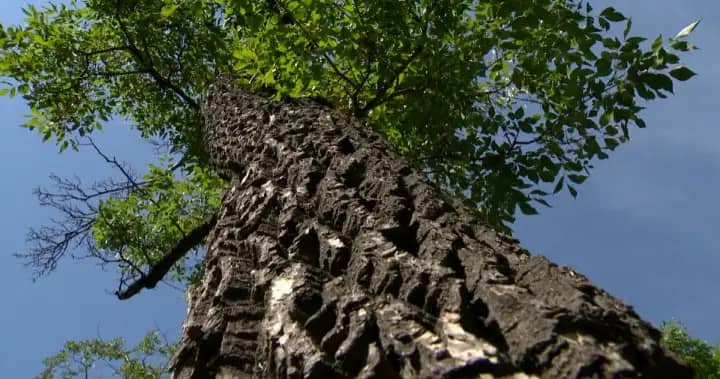 Saskatoon identifies new cases of Dutch elm disease and plans tree removal