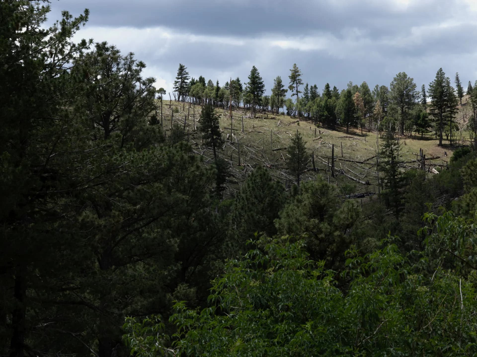 Trump administration proposes repeal of rule protecting national forest areas