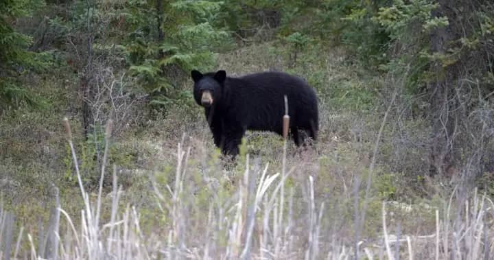 Woman airlifted to hospital following bear attack near Whistler, B.C.