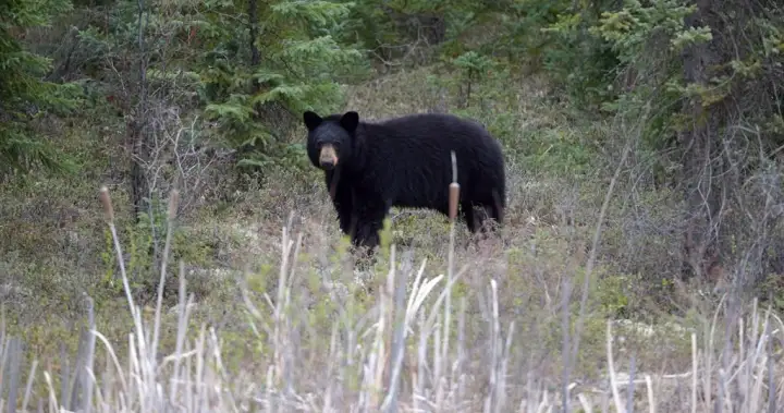 Woman airlifted to hospital following bear attack near Whistler, B.C. Woman airlifted to hospital following bear attack near Whistler, B.C.