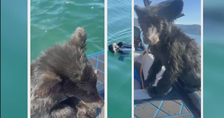 Bear cub rescued from Okanagan Lake confronts uncertain future