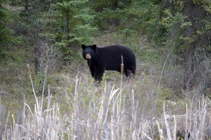 Woman airlifted to hospital following bear attack near Whistler, B.C.