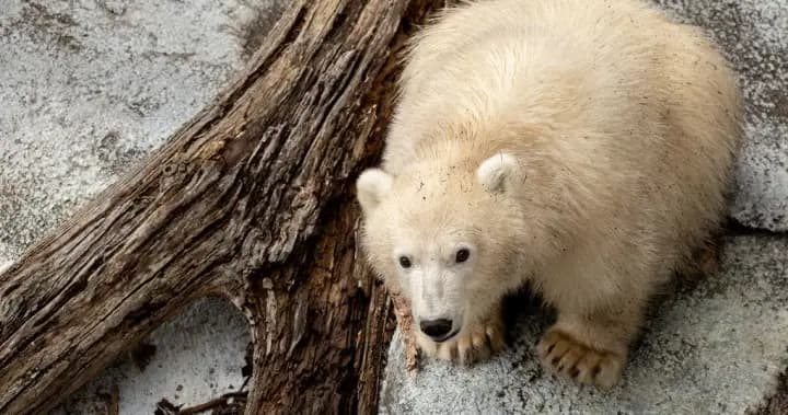 Polar bear cub at Winnipeg zoo ready for visitors as naming poll opens Polar bear cub at Winnipeg zoo ready for visitors as naming poll opens