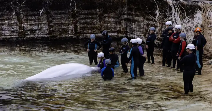 Another whale from Marineland dies at Shedd Aquarium in Chicago Another whale from Marineland dies at Shedd Aquarium in Chicago