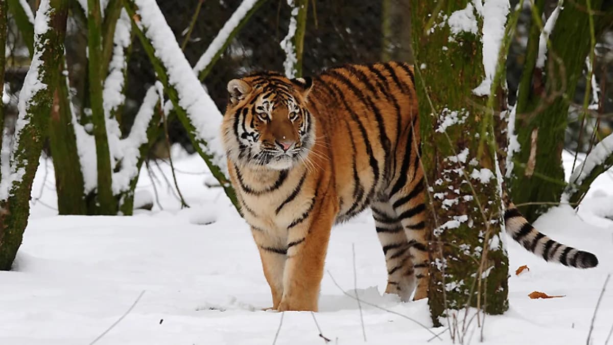 Man dies after entering tiger enclosure at Yorkshire Wildlife Park Man dies after entering tiger enclosure at Yorkshire Wildlife Park