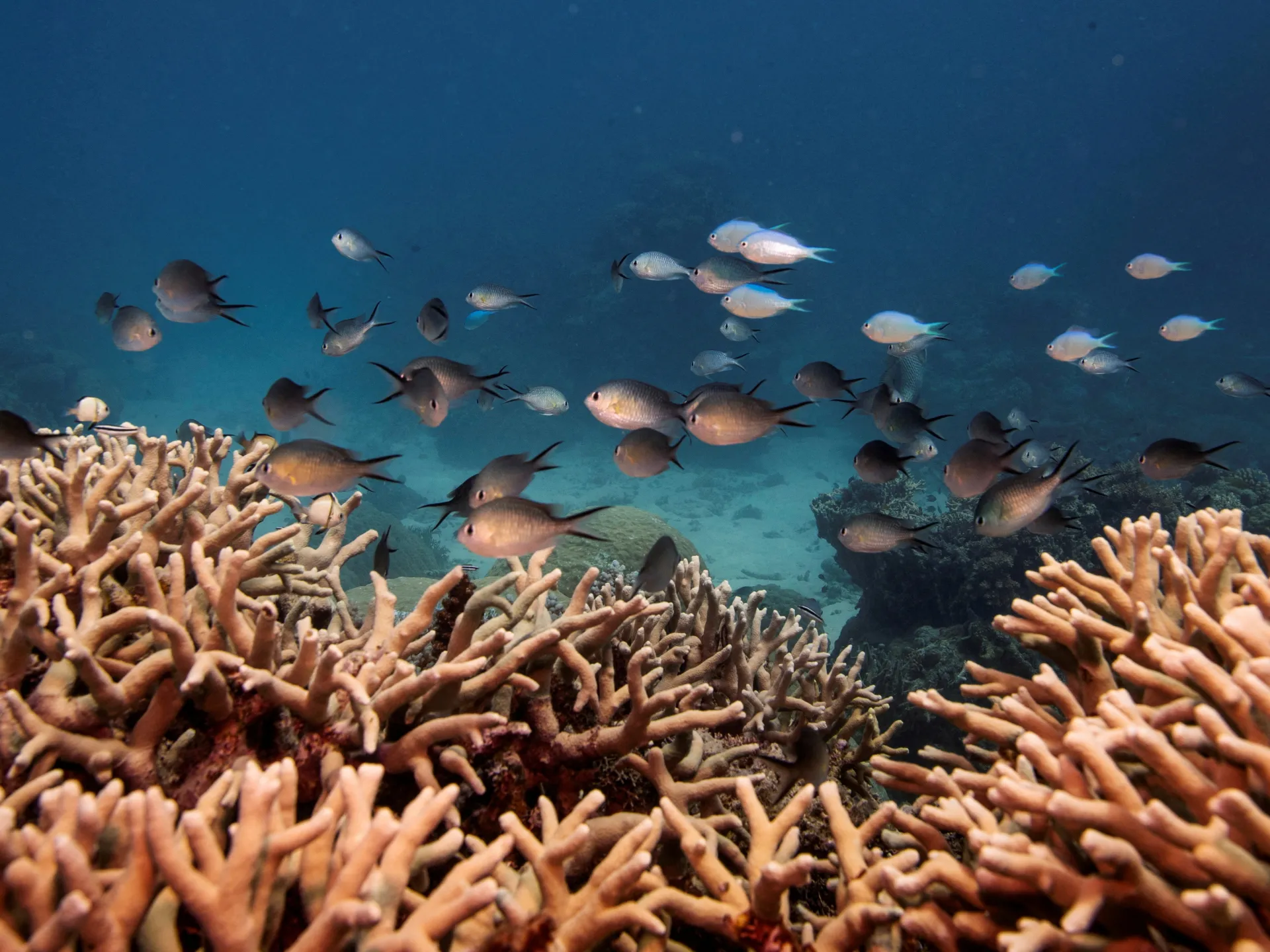 Almost all shallow-water coral reefs face extinction risk, warns IUCN report Almost all shallow-water coral reefs face extinction risk, warns IUCN report