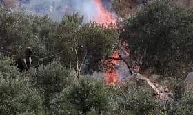 Israeli settlers attack journalist and burn olive trees in West Bank Israeli settlers attack journalist and burn olive trees in West Bank