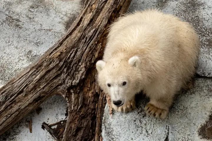 Polar bear cub at Winnipeg zoo ready for visitors as naming poll opens